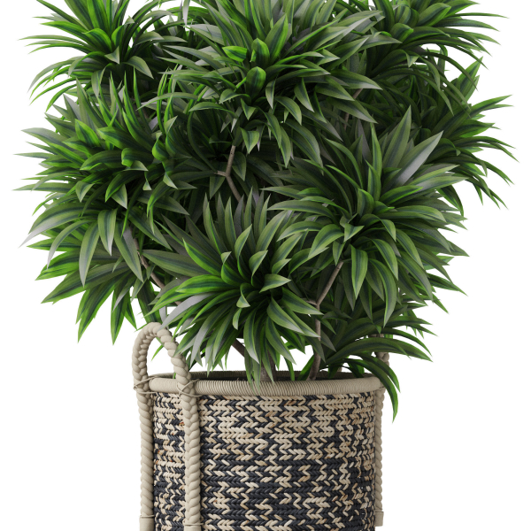 Plants collection 804
