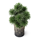 Plants collection 804
