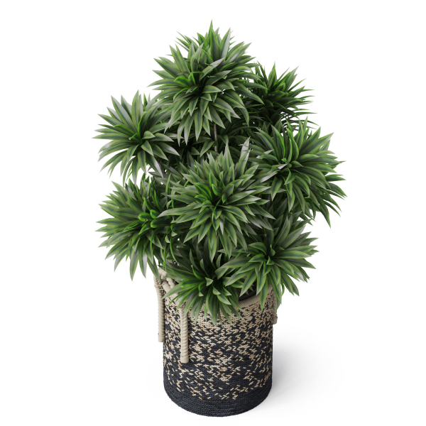 Plants collection 804