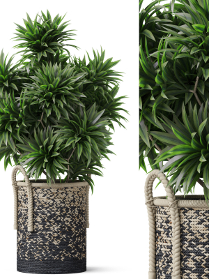 Plants collection 804