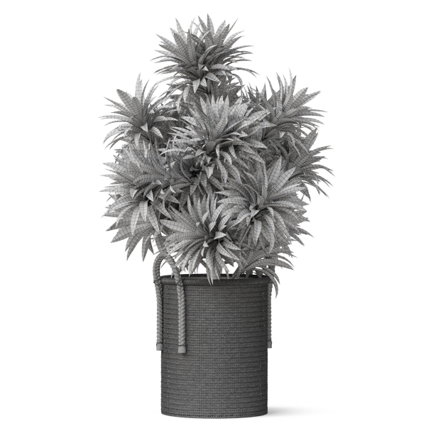 Plants collection 804