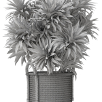 Plants collection 804