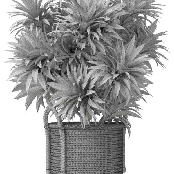 Plants collection 804