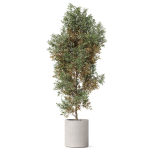Plants collection 807