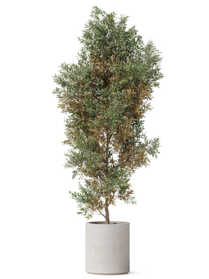 plants-collection-807-3d-model-max-obj-fbx-c4d-blend
