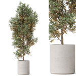 Plants collection 807