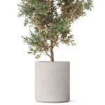 Plants collection 807