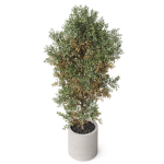 Plants collection 807