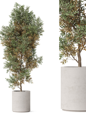 Plants collection 807