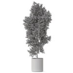 Plants collection 807