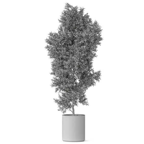 Plants collection 807