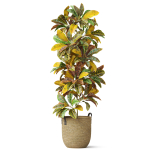 Plants collection 810