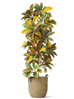 plants-collection-810-3d-model-max-obj-fbx-c4d-blend