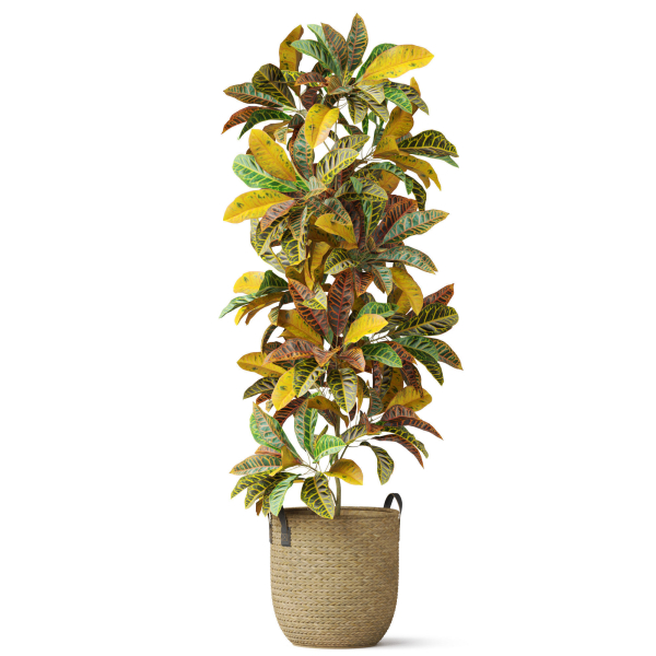 Plants collection 810