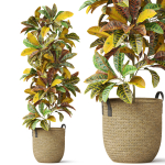 Plants collection 810
