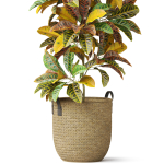 Plants collection 810