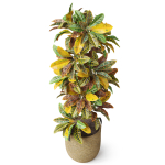 Plants collection 810