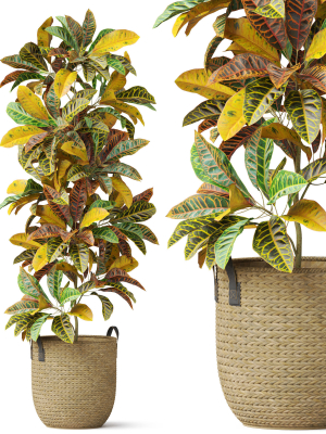 Plants collection 810