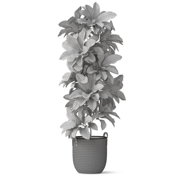 Plants collection 810