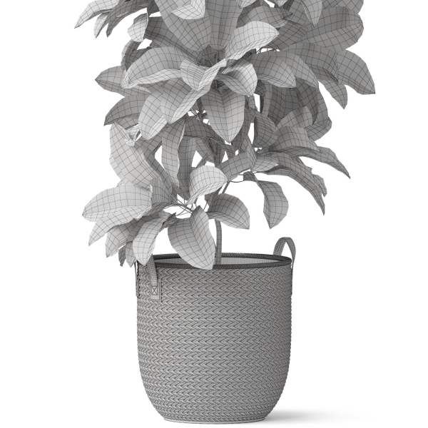Plants collection 810