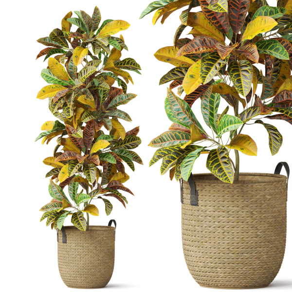 Plants collection 810