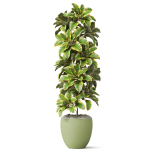 Plants collection 813