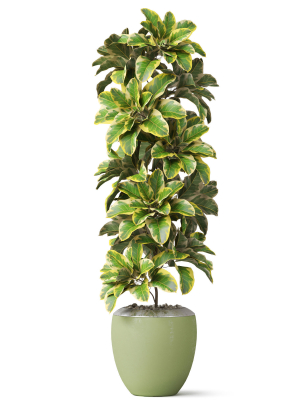 plants-collection-813-3d-model-max-obj-fbx-c4d-blend
