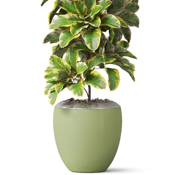 Plants collection 813