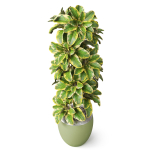 Plants collection 813