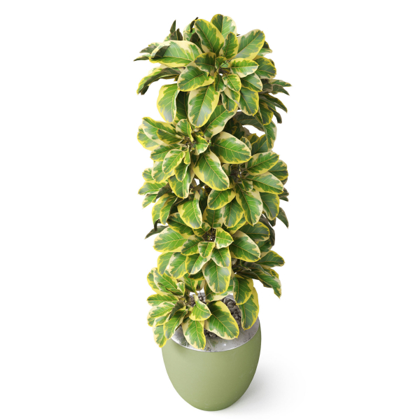 Plants collection 813