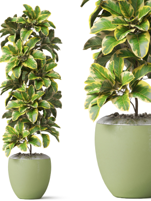 Plants collection 813