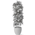Plants collection 813