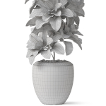 Plants collection 813