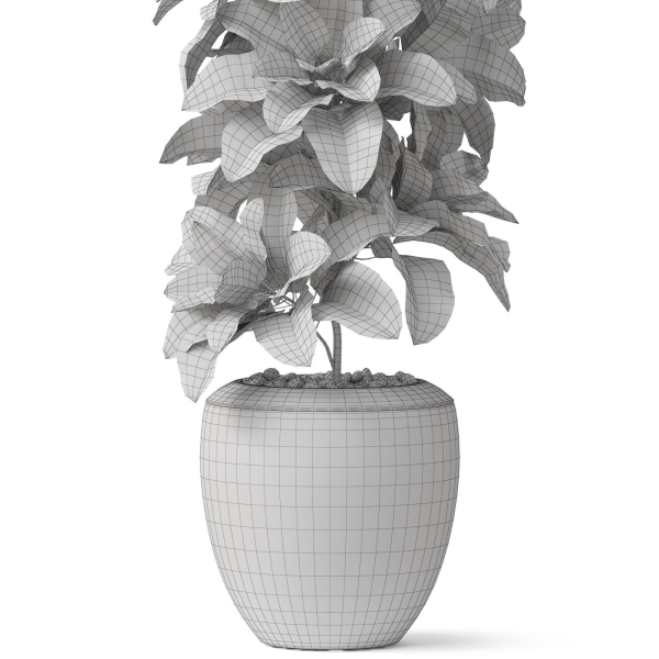 Plants collection 813