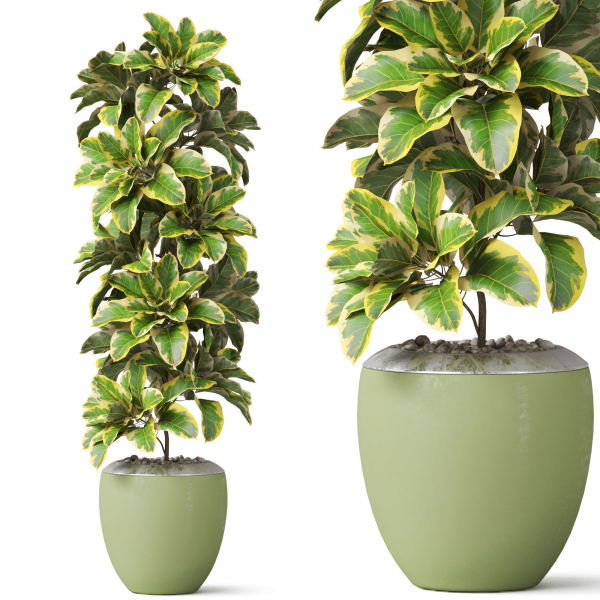 Plants collection 813