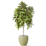 Plants collection 814