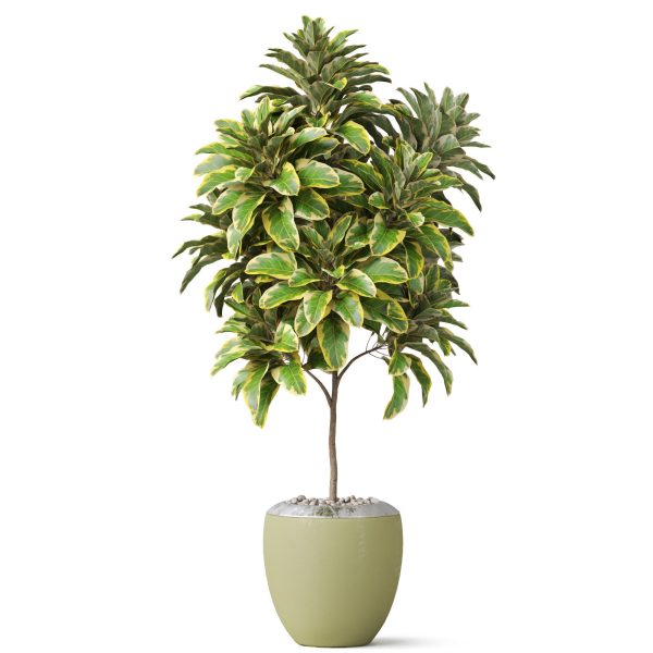 Plants collection 814