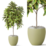 Plants collection 814