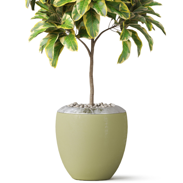 Plants collection 814