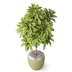 Plants collection 814