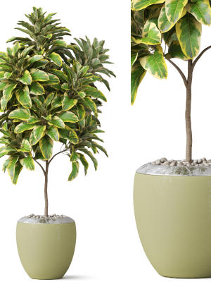 Plants collection 814