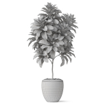 Plants collection 814