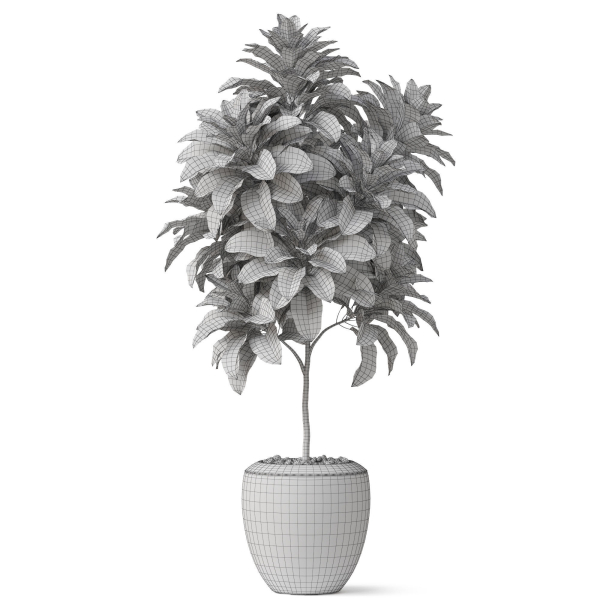 Plants collection 814