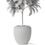 Plants collection 814