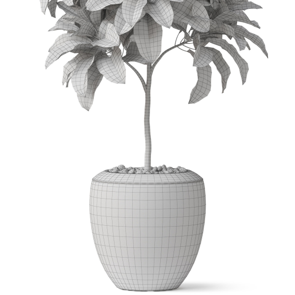 Plants collection 814