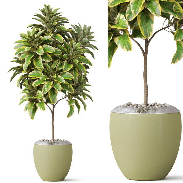 Plants collection 814