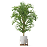 Plants collection 815