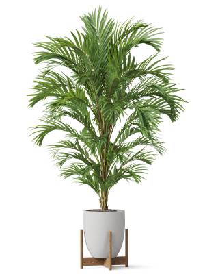 plants-collection-815-3d-model-max-obj-fbx-c4d-blend