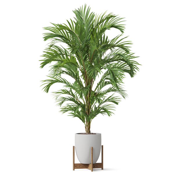 Plants collection 815
