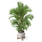 Plants collection 815